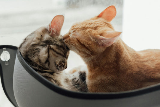 How to establish a deep connection with small animals